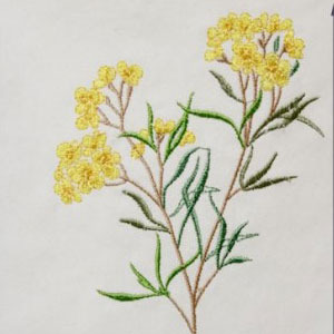 워싱광목 야생화자수컷트지-좁쌀풀꽃 (B64)